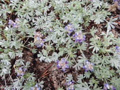 Lupinus breweri