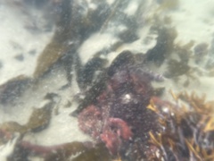 Enteroctopus dofleini