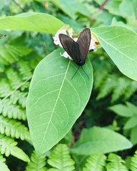 Ctenucha virginica