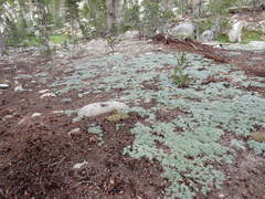 Lupinus breweri