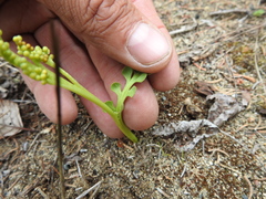 Botrychium spathulatum