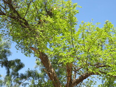 Ulmus crassifolia