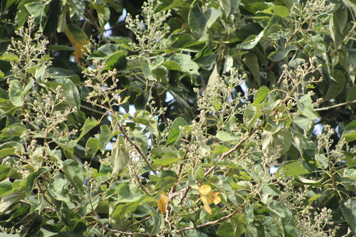 Abutilon densiflorum (Abutilon densiflorum)