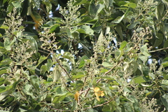 Abutilon densiflorum