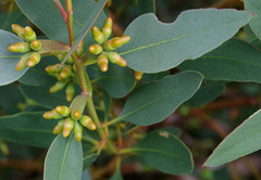 Eucalyptus utilis