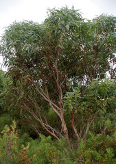 Eucalyptus petrensis