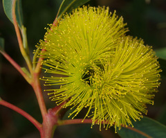 Eucalyptus erythrocorys