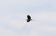 Ardea cinerea
