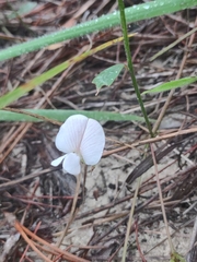 Tephrosia chrysophylla