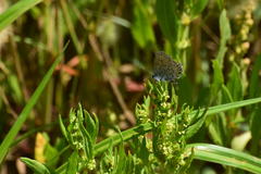 Plebejus melissa paradoxa