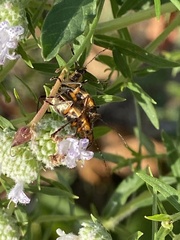 Chauliognathus marginatus