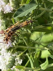 Chauliognathus marginatus