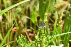 Plebejus melissa paradoxa