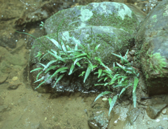 Leptochilus sarawakensis