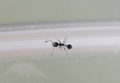 Monomorium ergatogyna