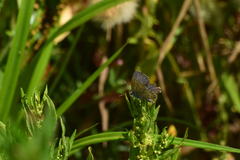 Plebejus melissa paradoxa