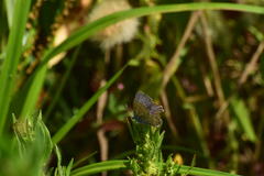 Plebejus melissa paradoxa