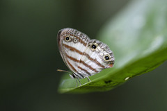 Euptychia