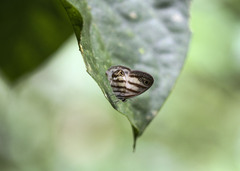 Euptychia