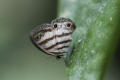 Euptychia