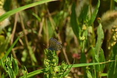 Plebejus melissa paradoxa