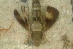 Prionotus scitulus