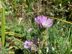 Sidalcea calycosa