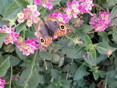 Junonia genoveva