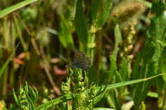 Plebejus melissa paradoxa
