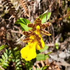Oncidium graminifolium