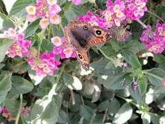 Junonia genoveva