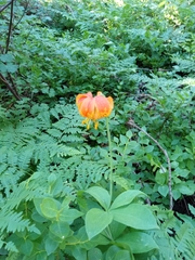 Lilium pardalinum pardalinum