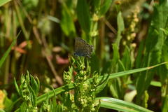 Plebejus melissa paradoxa