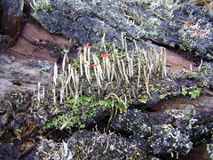 Cladonia transcendens