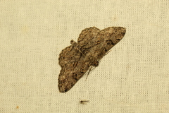 Peribatodes rhomboidaria