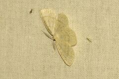 Cabera exanthemata
