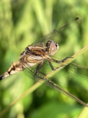 Orthetrum albistylum