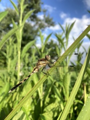 Orthetrum albistylum