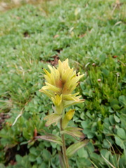 Castilleja peirsonii