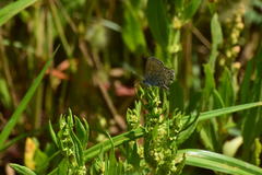 Plebejus melissa paradoxa