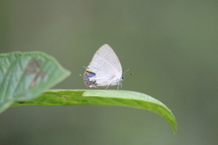 Theclopsis mycon