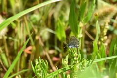 Plebejus melissa paradoxa