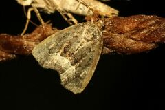 Deltote pygarga