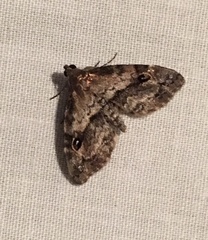 Melanomma auricinctaria