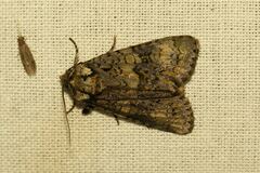 Craniophora ligustri