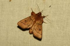 Mythimna turca
