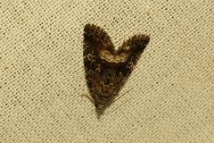 Deltote pygarga