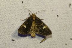 Melanchra persicariae