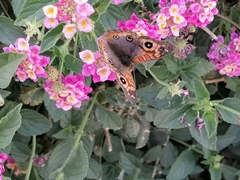 Junonia genoveva