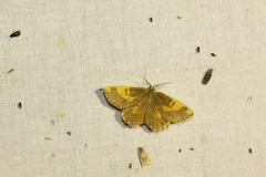 Angerona prunaria